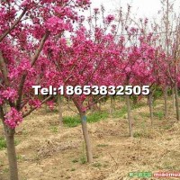 櫻花苗批發(fā)銷售 優(yōu)質(zhì)綠化苗 成活率高 基地直銷