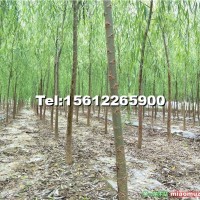 柳樹(shù)苗