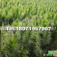 濕地松營養(yǎng)杯苗