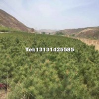 油松 樟子松基地