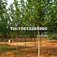法桐樹苗