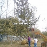 2019秋季銀杏價(jià)格