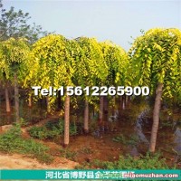 8公分金葉垂榆