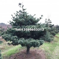 五針?biāo)?/></a>
<div><a href=