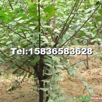 獨(dú)桿榆葉梅