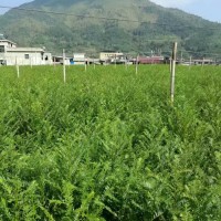 三年生紅豆杉苗子