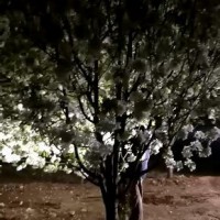 八棱海棠價(jià)格