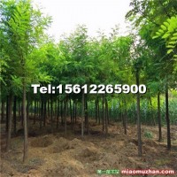 河北省保定市刺槐