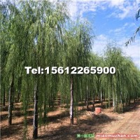 河北省20公分垂柳