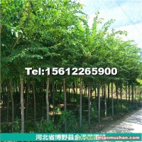 河北長(zhǎng)枝榆