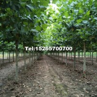 10公分帶帽法桐