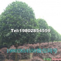 成都供應10公分高桿精品桂花