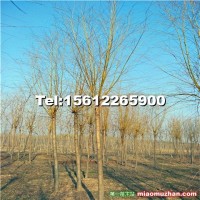 河北省金絲垂柳