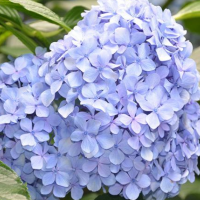 紫陽花
