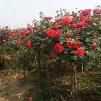 玫瑰樹