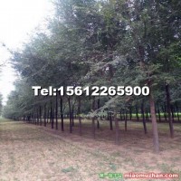 河北保定10公分榆樹