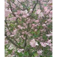 絢麗海棠，冬紅海棠，垂絲海棠，西府海棠