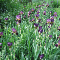 大量優(yōu)惠批發(fā)鳶尾_鳶尾價(jià)格優(yōu)惠_價(jià)格從優(yōu)
