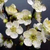 江蘇苗圃直銷綠萼梅 綠萼梅價(jià)格2020