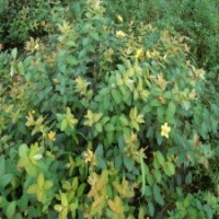 金絲桃_金絲桃價格_最新金絲桃批發(fā)報價