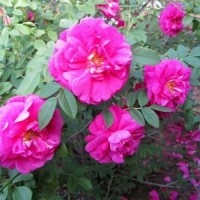 紅刺梅供應(yīng) 江蘇紅刺梅價(jià)格-最新紅刺梅價(jià)格、批發(fā)報(bào)價(jià)低價(jià)批發(fā)