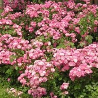 豐花月季_豐花月季價(jià)格_優(yōu)質(zhì)豐花月季批發(fā)/采購