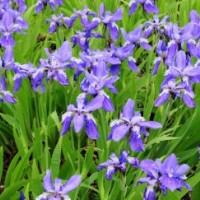 德國鳶尾_專業(yè)德國鳶尾種植_歡迎實(shí)地考察