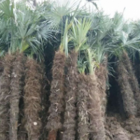 棕櫚樹哪里有貨源？ 2020棕櫚樹苗圃直供
