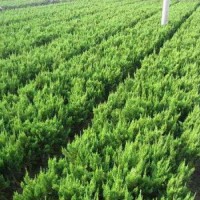 江蘇榮慶低價供應小龍柏 20~30~40~50公分小龍柏價格