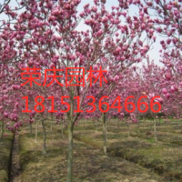 紫玉蘭哪里有貨源？ 江蘇榮慶園林紫玉蘭 低價(jià)供應(yīng)