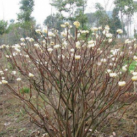 江蘇白花樹價(jià)格 白花樹苗圃直銷