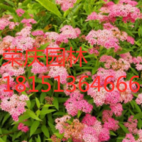 江蘇大量供應(yīng)美麗繡線菊 低價(jià)苗圃直銷