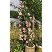 江蘇大量供應(yīng)龍沙寶石 低價(jià)批發(fā)