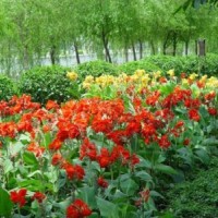 哪里有花葉美人蕉供應(yīng)？