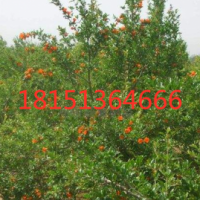 江蘇沭陽苗圃花石榴樹低價(jià)批發(fā) 花石榴樹價(jià)格