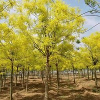 今年金枝國槐哪里有貨源 ？ 2020金枝國槐哪里有貨源？