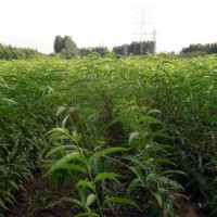 哪里有桃樹苗賣,偷偷告訴你一家又好又便宜的基地!