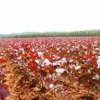 紅葉楊哪里有 ？ 紅葉楊低價供應(yīng)