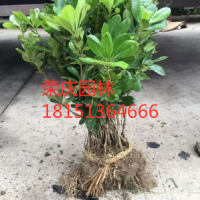 【海桐】最新海桐_價格_圖片_產地報價表