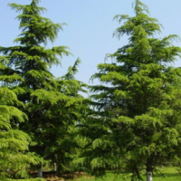 大量供應(yīng)松樹