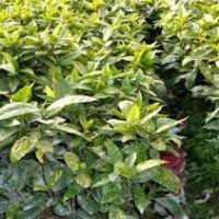 【灑金桃葉珊瑚】灑金桃葉珊瑚_價格_圖片_產地報價表-