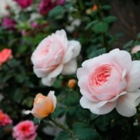 大花香水月季花苗今年什么價格？