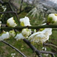 哪里有綠梅 低價(jià)供應(yīng)