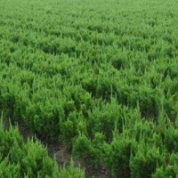 江蘇榮慶低價供應(yīng)小龍柏 20~30~40~50公分小龍柏價格