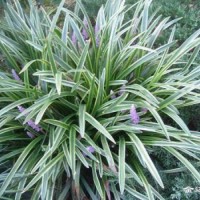 江蘇哪里有闊葉麥冬 低價供應