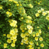 哪里有黃刺玫 低價(jià)供應(yīng)