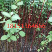 江蘇哪里有紅瑞木 低價(jià)供應(yīng) 2020紅瑞木價(jià)格