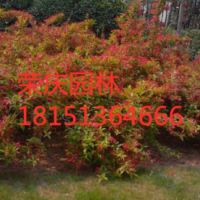 江蘇低價供應(yīng)紅王子錦帶 低價批發(fā)