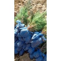 大量供應(yīng)，沙地柏，營(yíng)養(yǎng)杯沙地柏，側(cè)柏，金葉榆。速生楊，