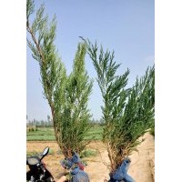 沙地柏，速生楊